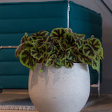 Orb Grey Washed Finestgreen || Offenporige Oberfläche