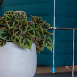 Orb Grey Washed Finestgreen