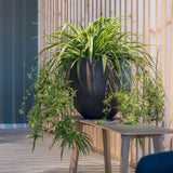 Orb Black Washed Finestgreen || Abgebildete Größe: L