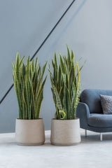 Patt Grey Washed Finestgreen