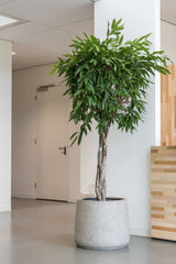 Jumbo Patt Grey Washed Finestgreen || Hergestellt aus robustem Ficonstone