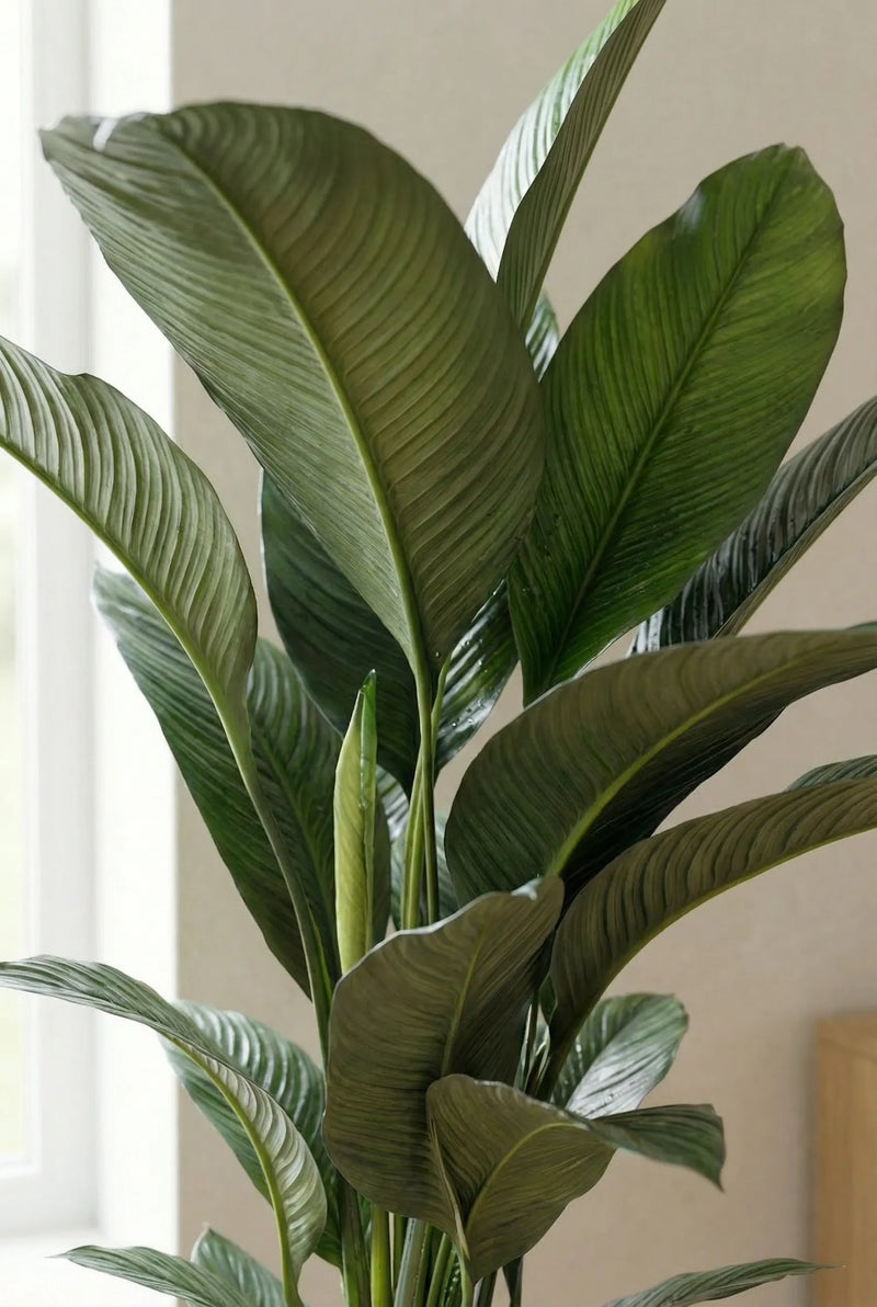 Zimmerpflanzen für wenig Licht