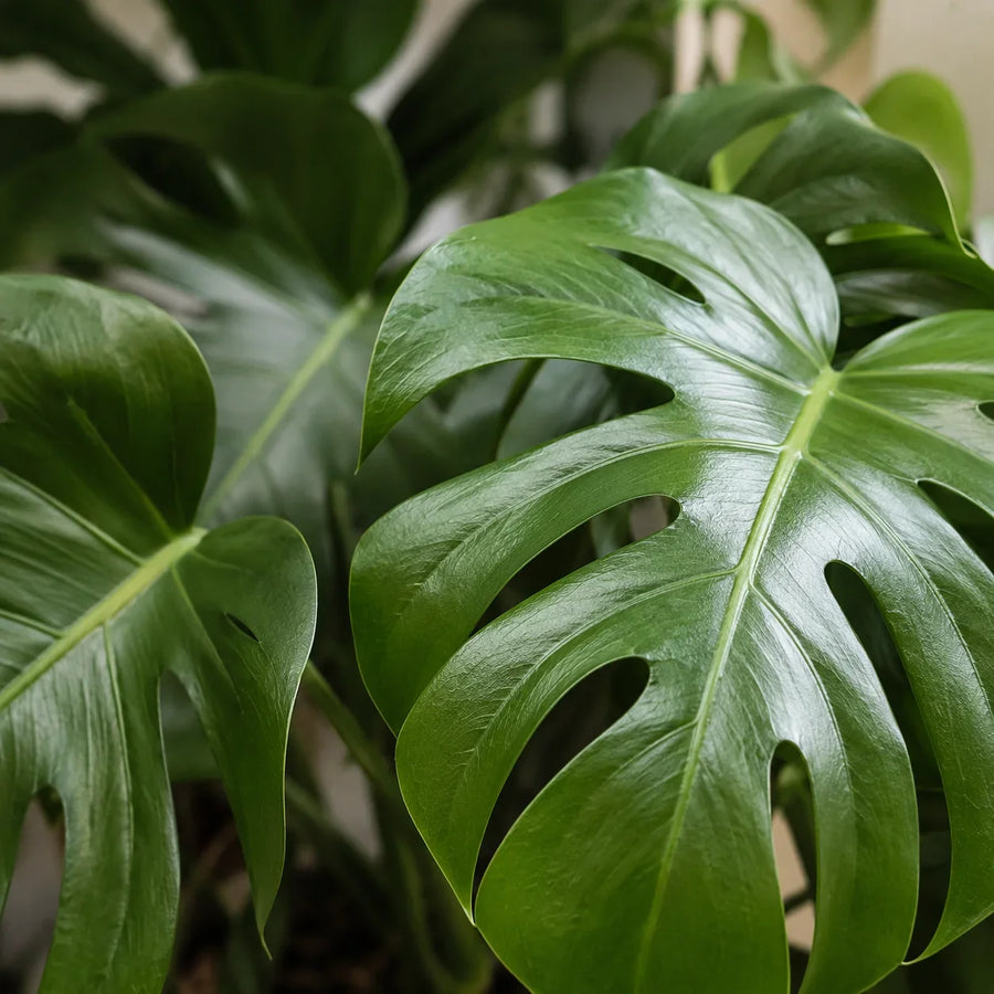 Monstera pflegen: Der komplette Guide zu Herkunft, Arten, Standort und Pflege