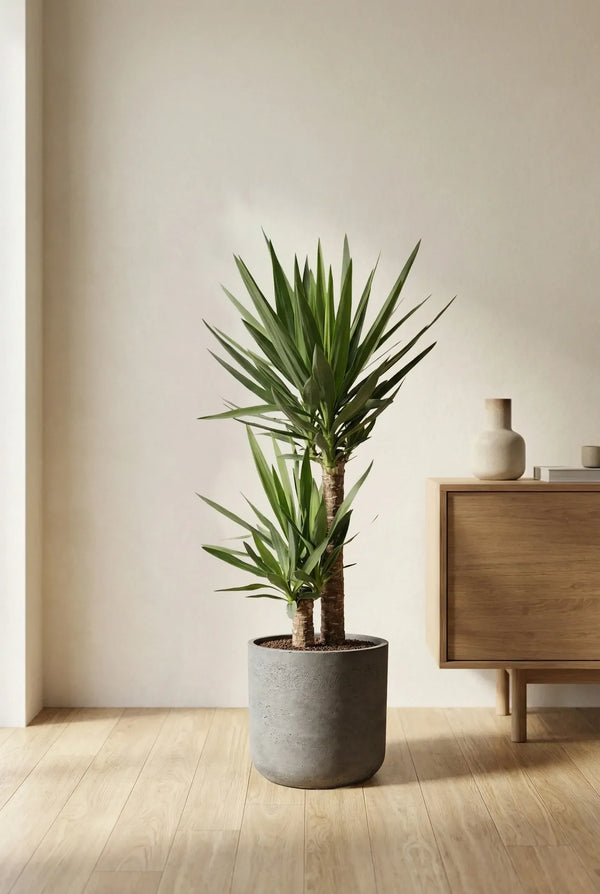 Yucca Palme (Palmlilie) pflegen: Standort, Gießen & Schnitt
