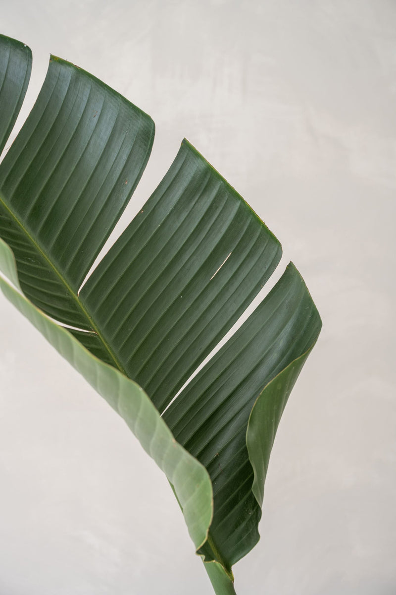 Pflegeleichte Zimmerpflanzen