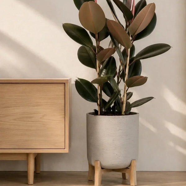 Gummibaum pflegen: Der komplette Guide zu Ficus elastica, Standort und Pflege