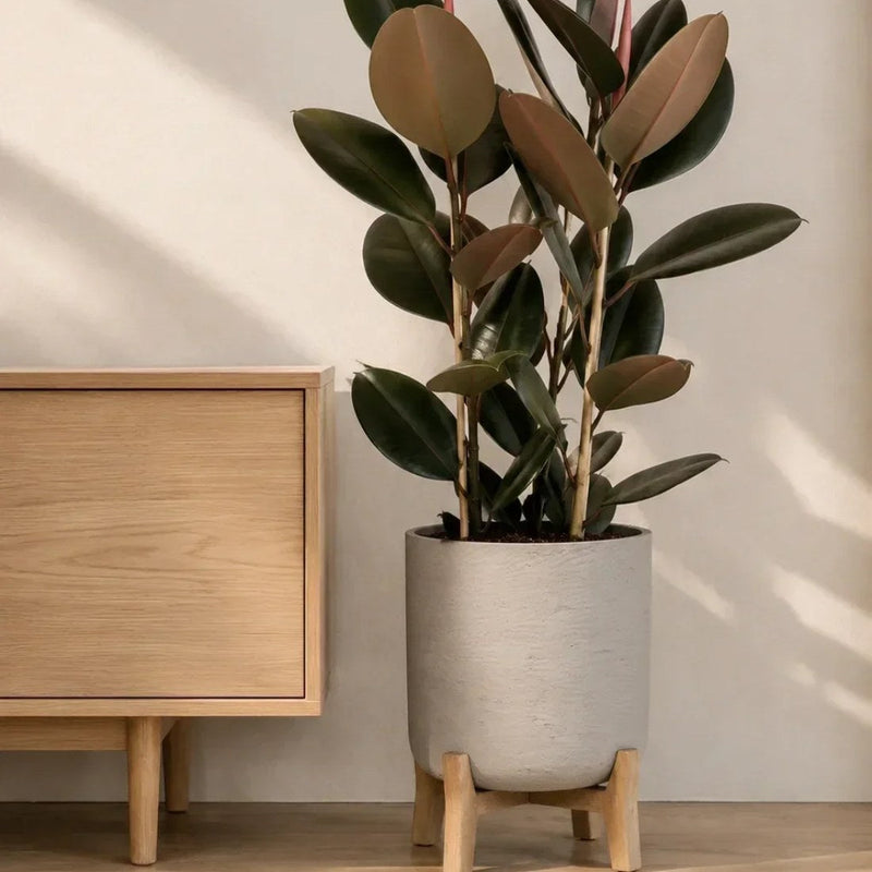 Gummibaum pflegen: Der komplette Guide zu Ficus elastica, Standort und Pflege