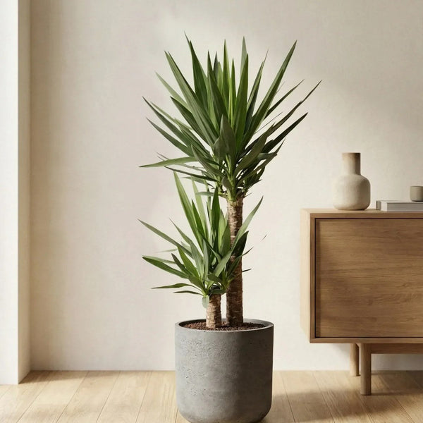 Yucca Palme (Palmlilie) pflegen: Standort, Gießen & Schnitt