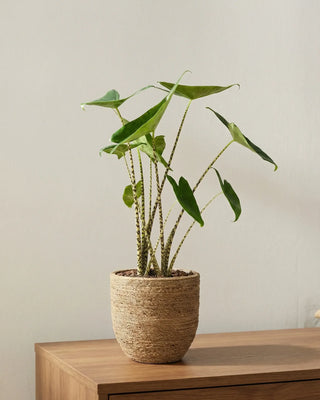 Alocasia