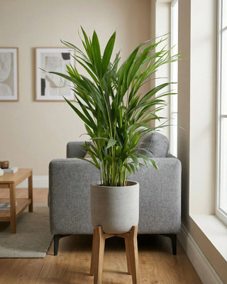 Areca Goldfruchtpalme