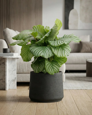 Fiberclay