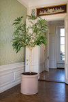Ficus Alii Baum Kunstpflanze XL 230cm