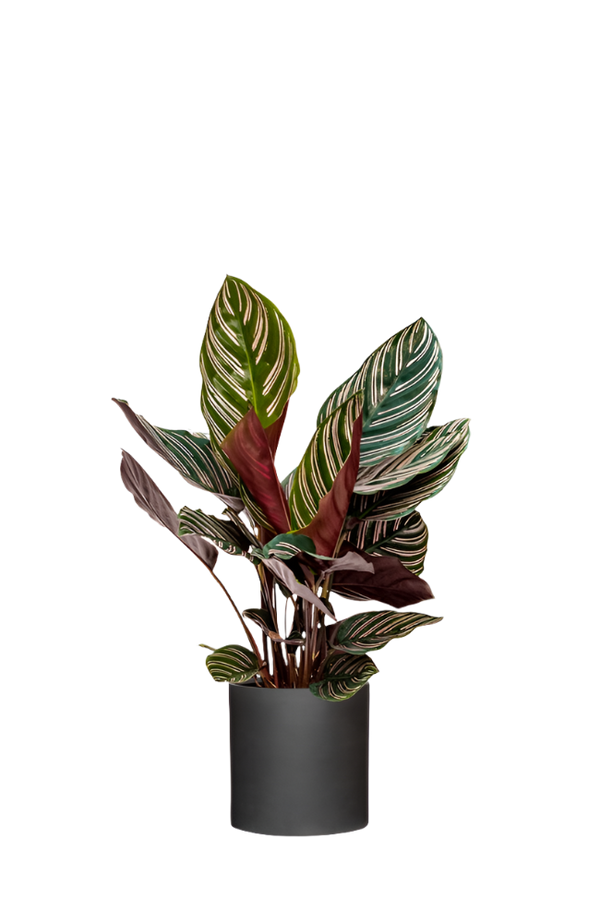 Calathea Ornata Sanderiana - Korbmarante Ø:14 H:40 cm