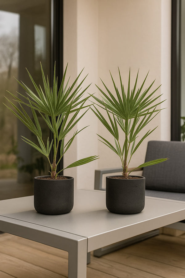 Zwergpalme - Chamaerops Humilis