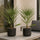 2x Chamaerops Humilis - Zwergpalme Ø:15 H:50 cm