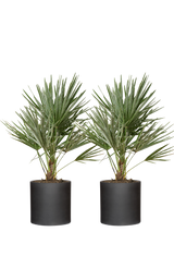2x Chamaerops Humilis - Zwergpalme Ø:15 H:50 cm