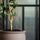 Ficus Triangularis Baum Kunstpflanze L 180cm - Finestgreen