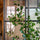 Ficus Triangularis Baum Kunstpflanze L 180cm - Finestgreen