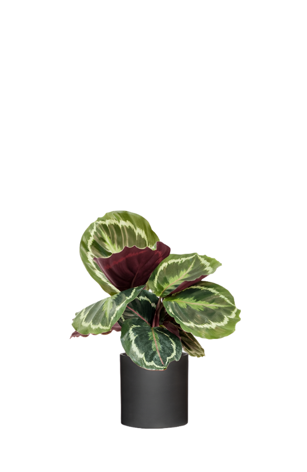 Calathea Medallion - Korbmarante Ø:14 H:40 cm