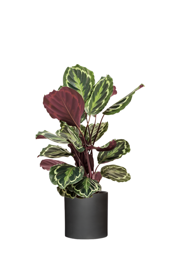 Calathea Medallion - Korbmarante Ø:19 H:80 cm