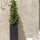 Lorbeer Kunstpflanze L 150cm - Finestgreen