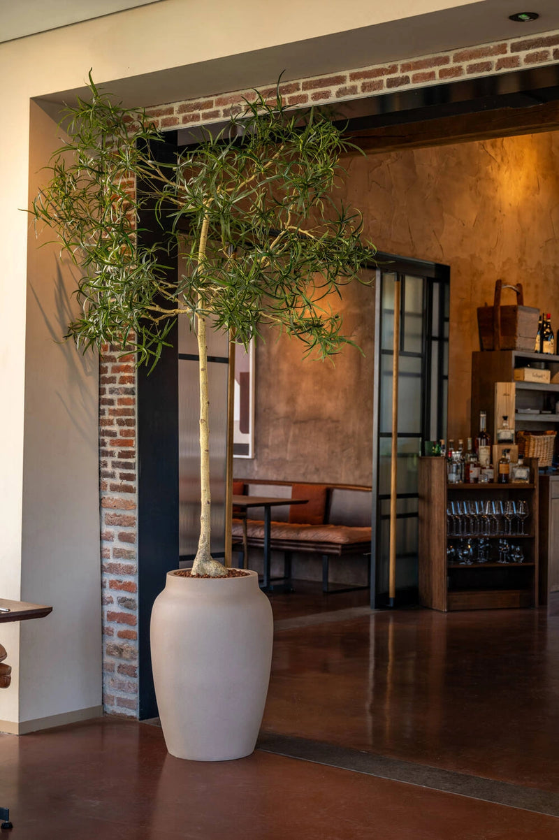Großer Pflanzkübel Hera Taupe mit hohem, feinblättrigem Baum am Durchgang eines Restaurants mit Backsteinwand und Bar