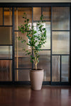 Ficus Triangularis Baum Kunstpflanze L 180cm