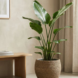 Abby Straw Grass Finestgreen 