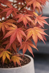 Acer Atropurpureum - Japanischer Fächerahorn - Finestgreen