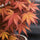 Acer Atropurpureum - Japanischer Fächerahorn - Finestgreen