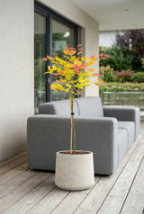 Acer 'Moonrise' - Japanischer Ahorn auf Stamm - Finestgreen