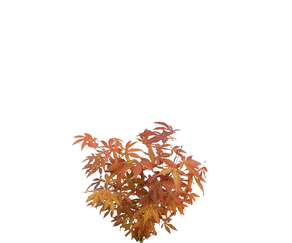 Acer Atropurpureum - Japanischer Fächerahorn
