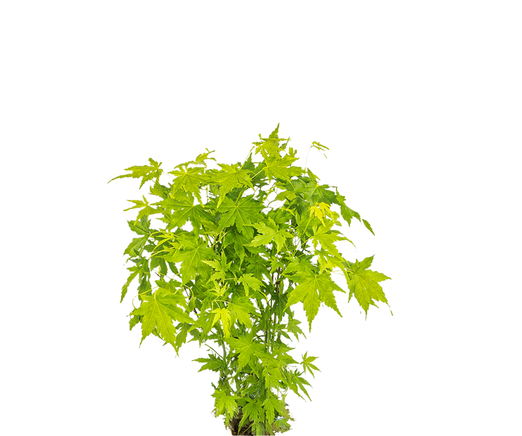 Fächerahorn Acer Going Green Ø:15 H:40 cm