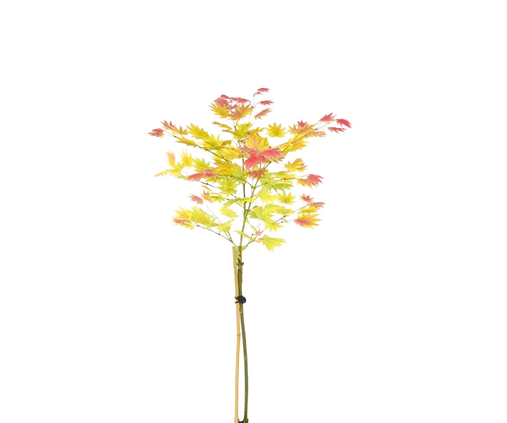 Acer 'Moonrise' - Japanischer Ahorn auf Stamm