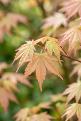 Acer 'Moonrise' - Japanischer Ahorn auf Stamm - Finestgreen