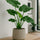 Alocasia Cucullata Ø:19 H:70 cm