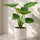 Alocasia Cucullata