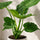 Alocasia Cucullata