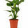 Alocasia Cucullata