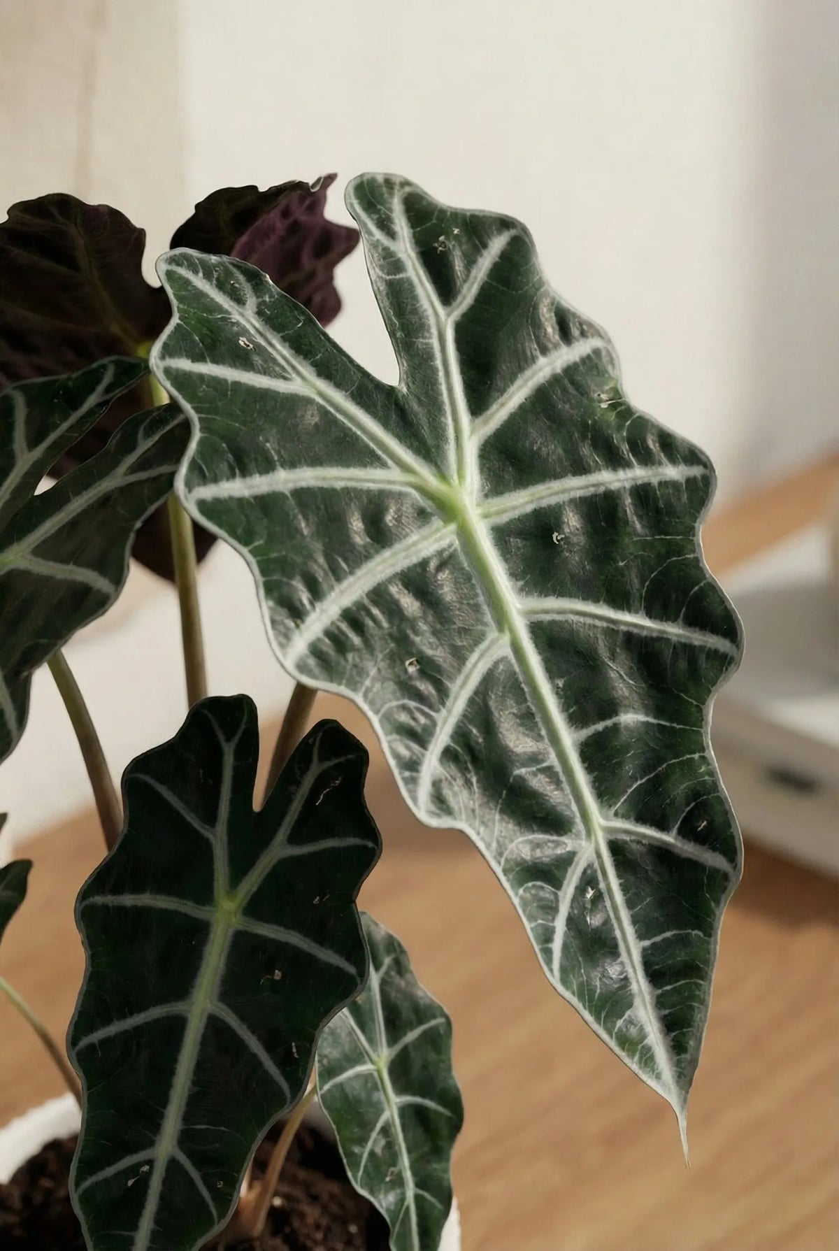 Alocasia Polly Ø:12 H:40 cm - Pflanzen sicher zu dir nach Hause