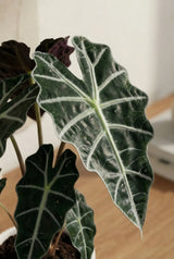 Alocasia Polly Ø:12 H:40 cm