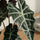 Alocasia Polly Ø:12 H:40 cm