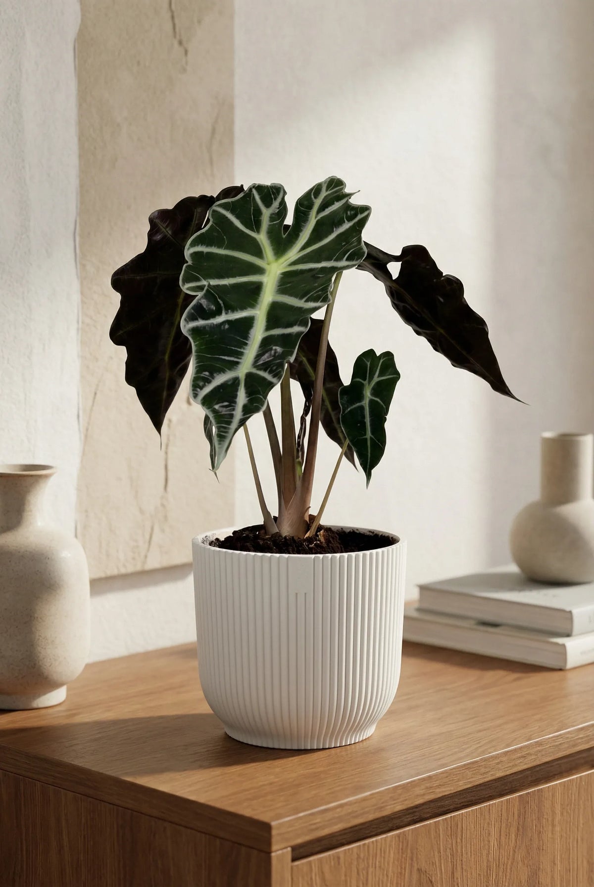 Alocasia Polly Ø:12 H:40 cm - Pflanzen sicher zu dir nach Hause