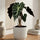Alocasia Polly Ø:12 H:40 cm