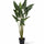 Alocasia Taro Künstlich H: 140cm Finestgreen