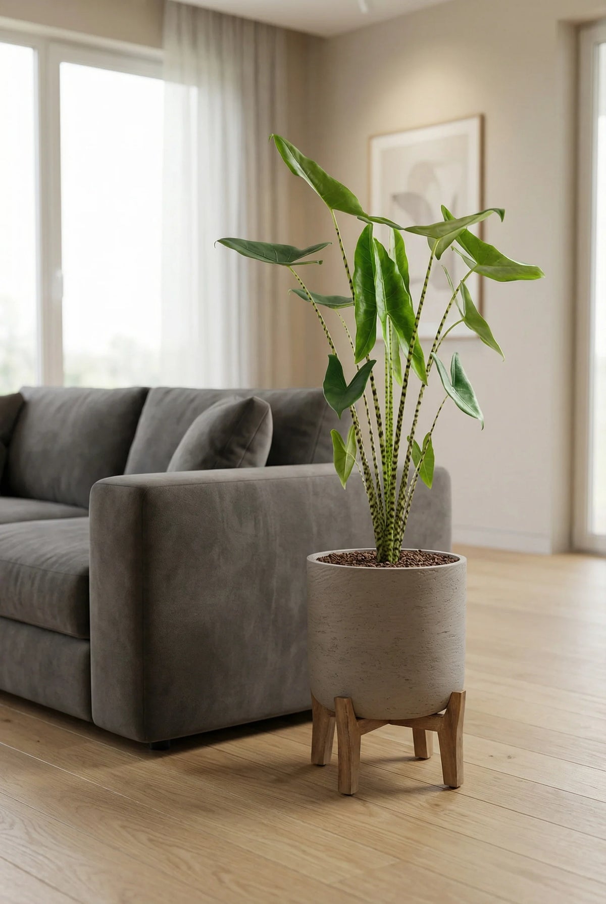 Alocasia zebrina Ø:24 H:100 cm - Pflanzen sicher zu dir nach Hause