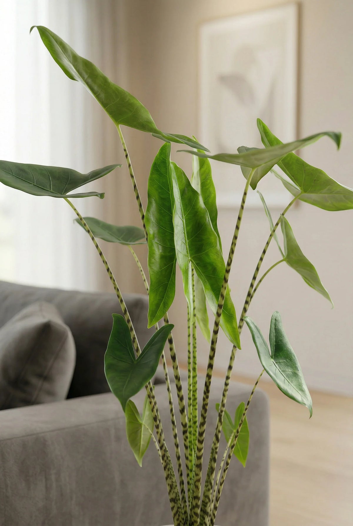 Alocasia zebrina Ø:24 H:100 cm - Pflanzen sicher zu dir nach Hause