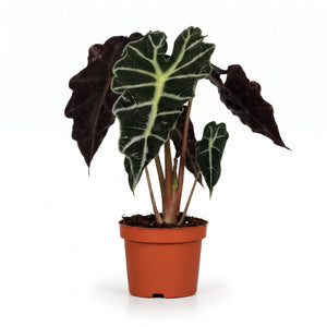 Alocasia
