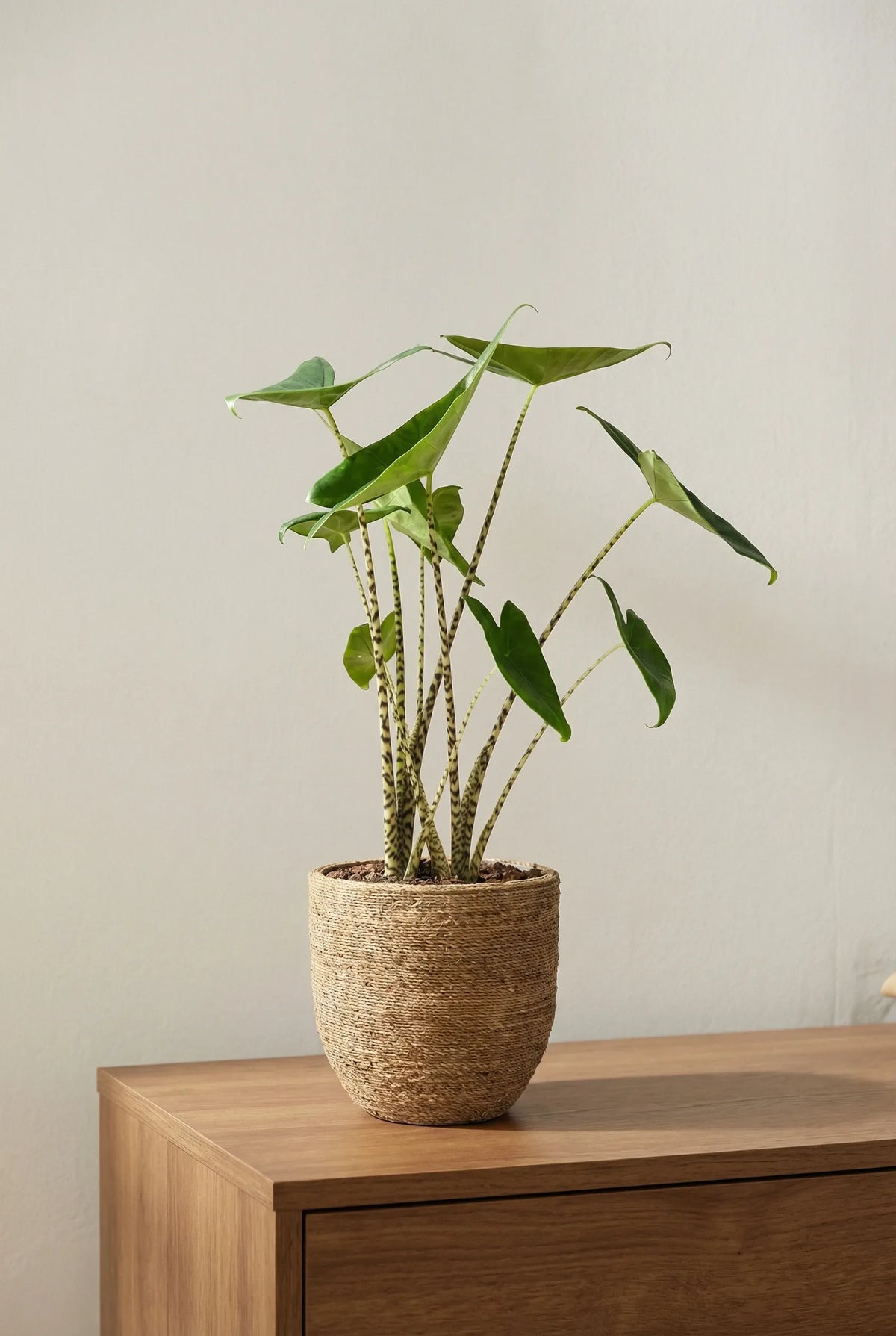 Alocasia kaufen - Zebrina Elefantenohr Ø:17 H:70 cm
