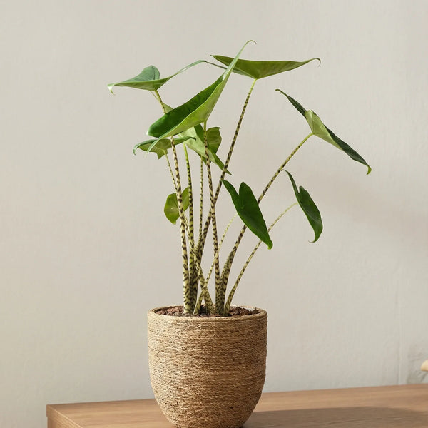 elefantenohr alocasia kaufen Alocasia kaufen - Zebrina Elefantenohr Ø:17 H:70 cm